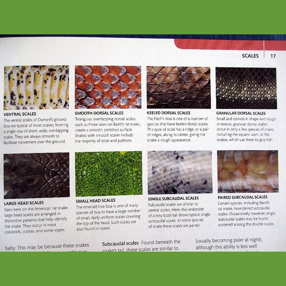 Book - Snake: The Essential Visual Guide by Chris Mattison - Picture 9 of 16